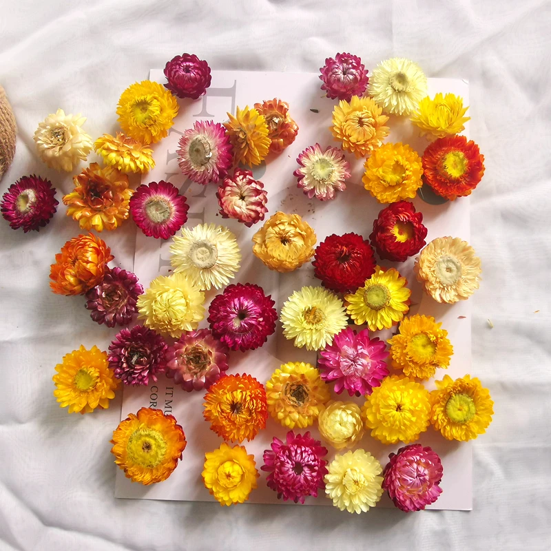 Flores secas Naturais Colorido Real Flor de Sol Margarida Decorativo Fotografia Adereços de Flores feitas à mão Materiais DIY Vela Fazendo