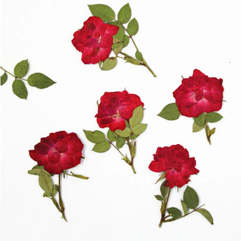 2020 Flor Rosa em Caules Secos Pressionado Artesanato Para Epóxi flores secas caso de telefone 1000Pcs